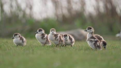 adorable baby geese