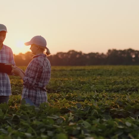 Farmers---A-Man-And-A-Woman-Communicate-In-A-Soybean-Field-At-Sunset-Use-A-Tablet