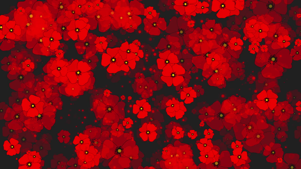 Red poppy flowers on a black background. Abstract looped motion graphics. Rotating flora animation. Symbol of victims of military conflicts.