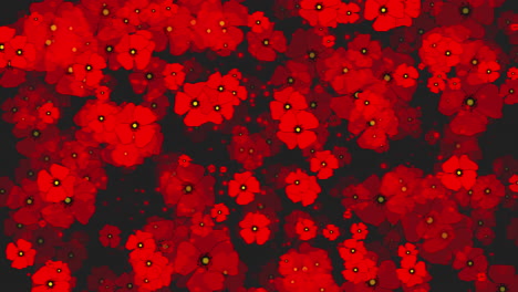 Red poppy flowers on a black background. Abstract looped motion graphics. Rotating flora animation. Symbol of victims of military conflicts.