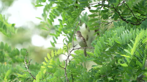 Gran-Curruca-De-Caña-Un-Pájaro-Cantor-En-El-Hábitat-Del-Bosque-Tropical