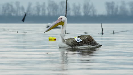 Die-Kamera-Verfolgt-Den-Jungen-Weißen-Pelikan,-Der-In-Zeitlupe-Schwimmt.-Im-Hintergrund-Schwimmen-Vorbeiziehende-Krauskopfpelikane-Am-Griechischen-Kerkini-See.