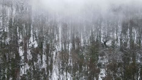 Vista-Aérea-Del-Bosque-Nevado