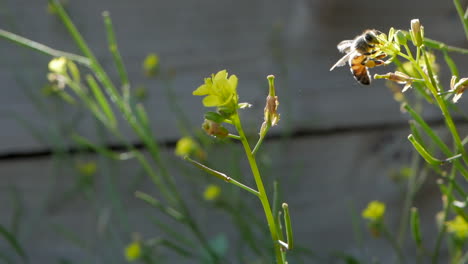 Isolated-Australian-honey-bee-collecting-pollen-from-a-small-yellow-flower