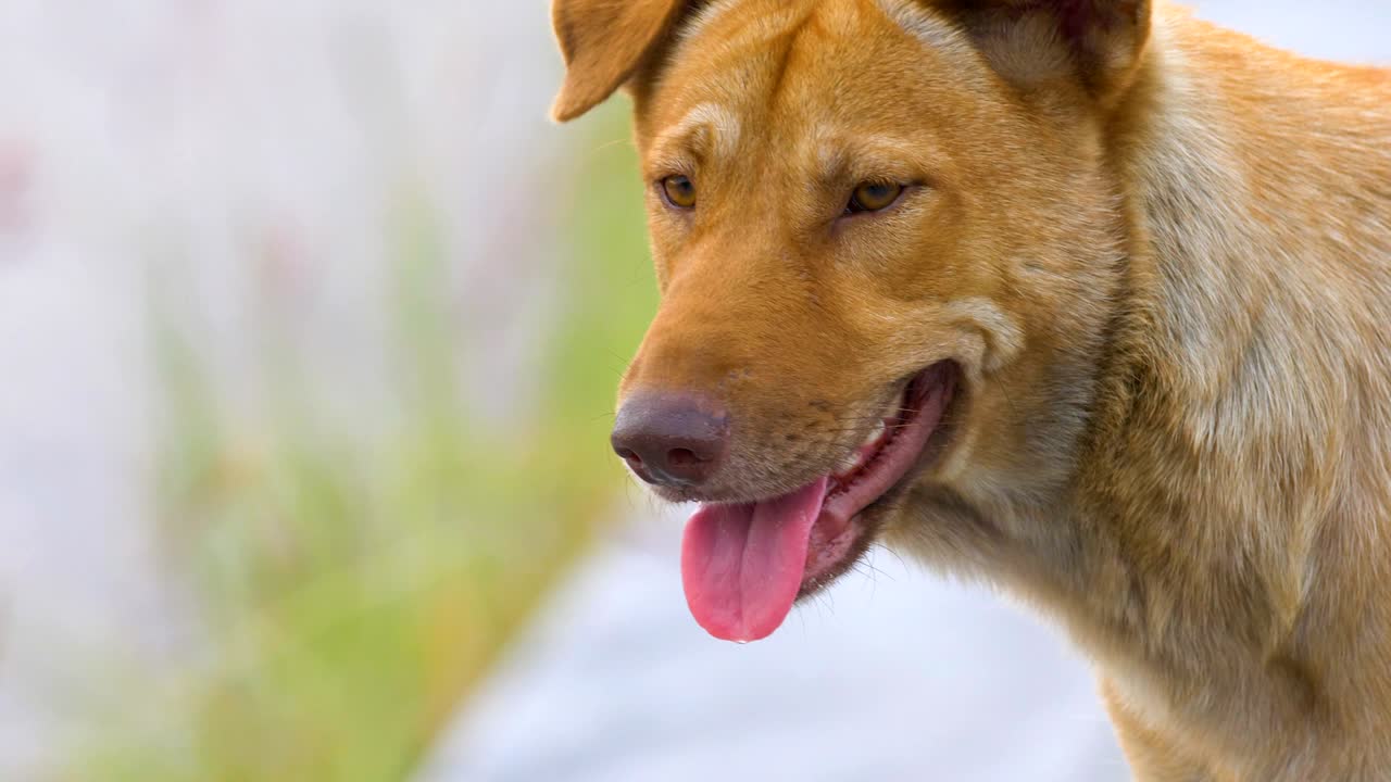 movimiento lento y cerrar la cabeza del perro