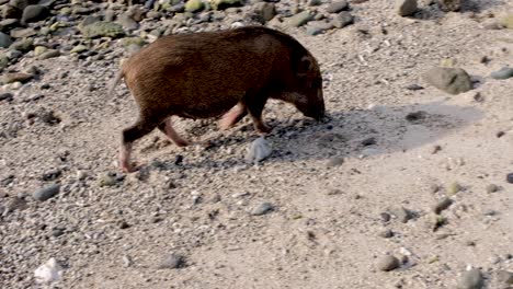 Cerdo-En-La-Playa-Con-El-Hocico-En-La-Arena-Buscando-Mariscos-En-Una-Impresionante-Isla-Tropical-En-El-Sudeste-Asiático