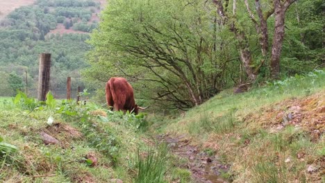 clip of a highland cow grazing peacefully