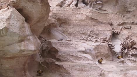 details from the trevi fountain in rome, italy