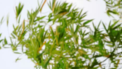 Vertical-footage---Blurry-defocused-of-tropical-green-waving-bamboo-tree-branch-blowing-in-wind-natural-relax-background-concept-with-sunlight,-abstract-and-bokeh