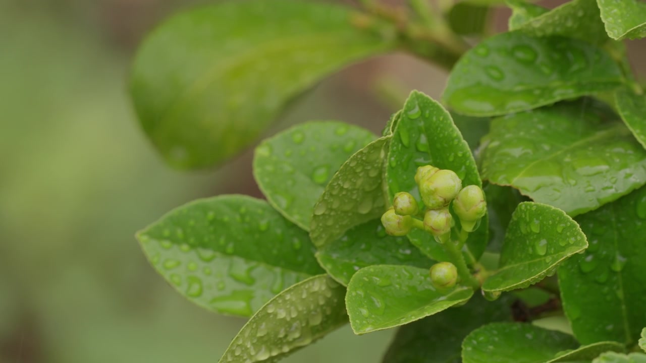 Green Lemon Tree Buds With Raindrops And Wet Foliage During Rainfall. Close-up Shot