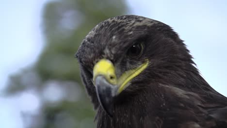 Eagle,-hawk-close-up-with-a-honorable-face-of-American-flag