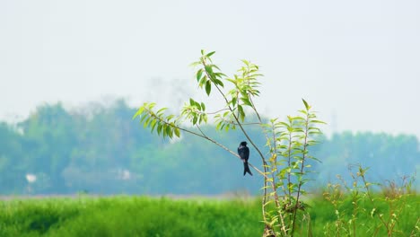 Medium-Shot,-Drongo-bird-resting-on-a-branch-swaying-in-the-breeze
