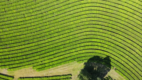 plantación de yerba mate en argentina, visión general del campo.