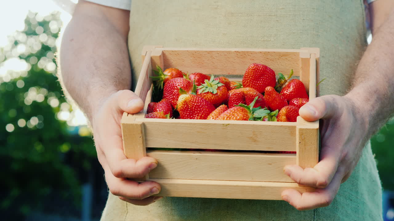 한 남자가 햇볕에 군침이 도는 딸기 상자를 들고 있다