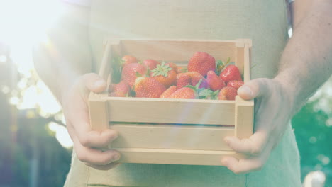 a man holds a box of mouthwatering strawberries in the sun