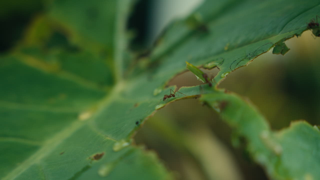 hormigas en una hoja