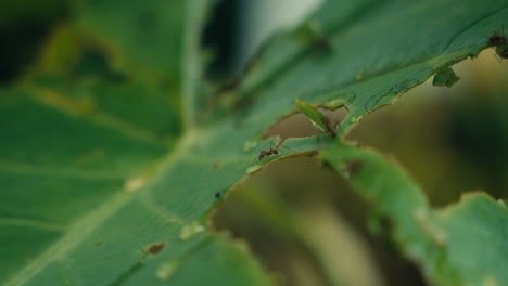 ants on a leaf