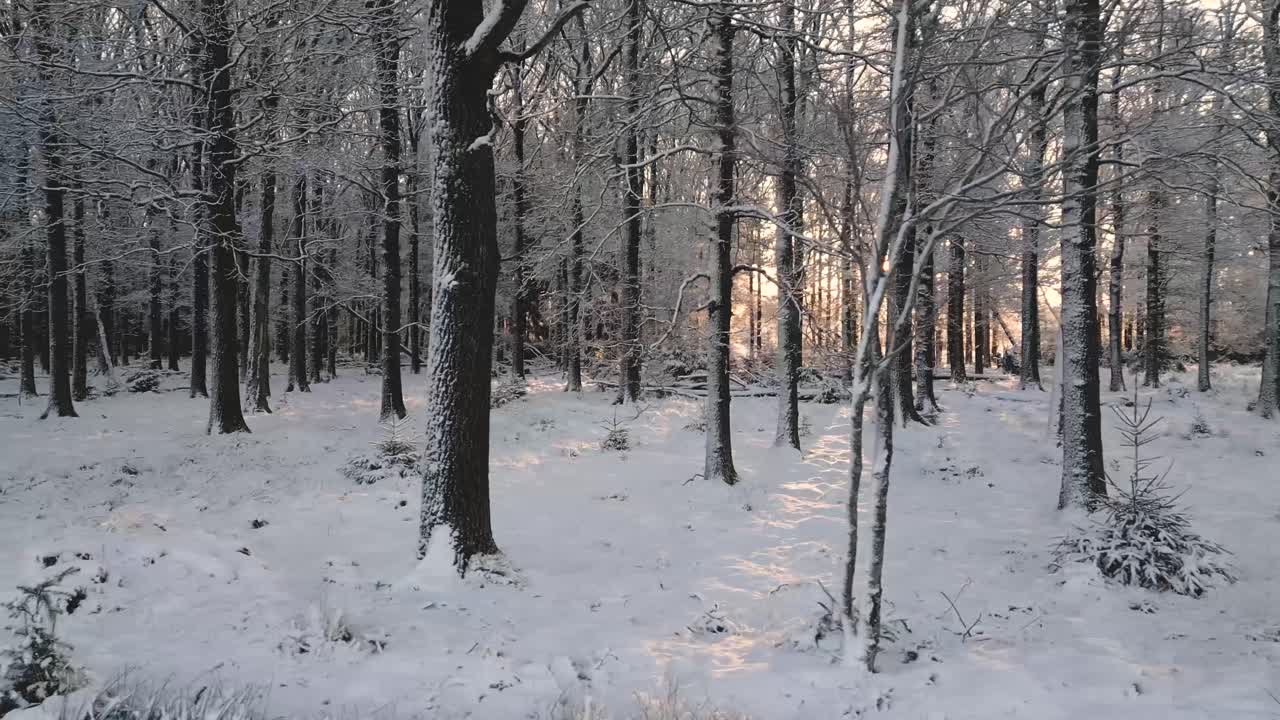 겨울의 숲의 해가 지는 것
