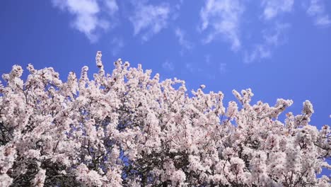 Zeitlupenschwenk-Des-Himmels-Und-Blühender-Kirschbaum