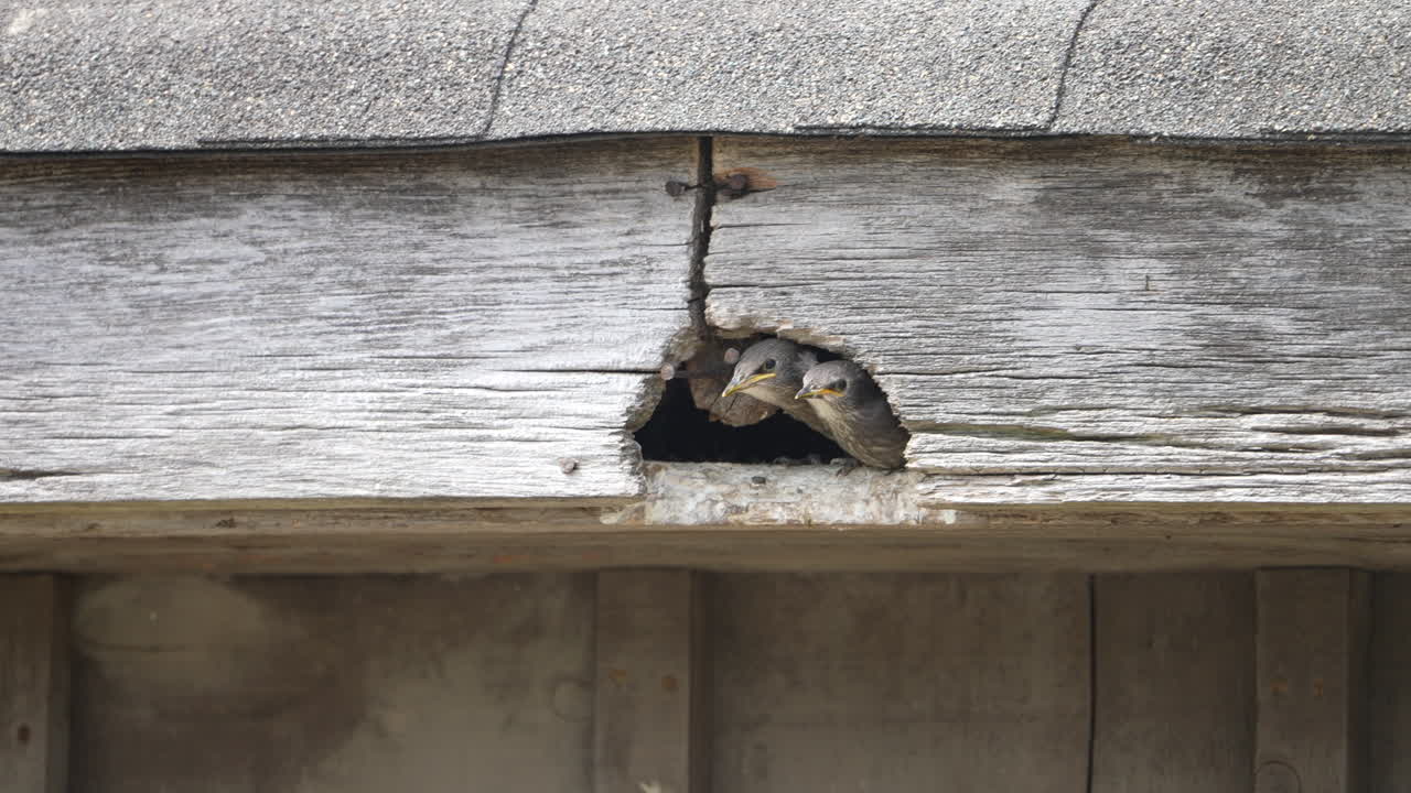 어미 찌르레기가 어린 새들에게 먹이를 줄 벌레를 가지고 도착합니다.