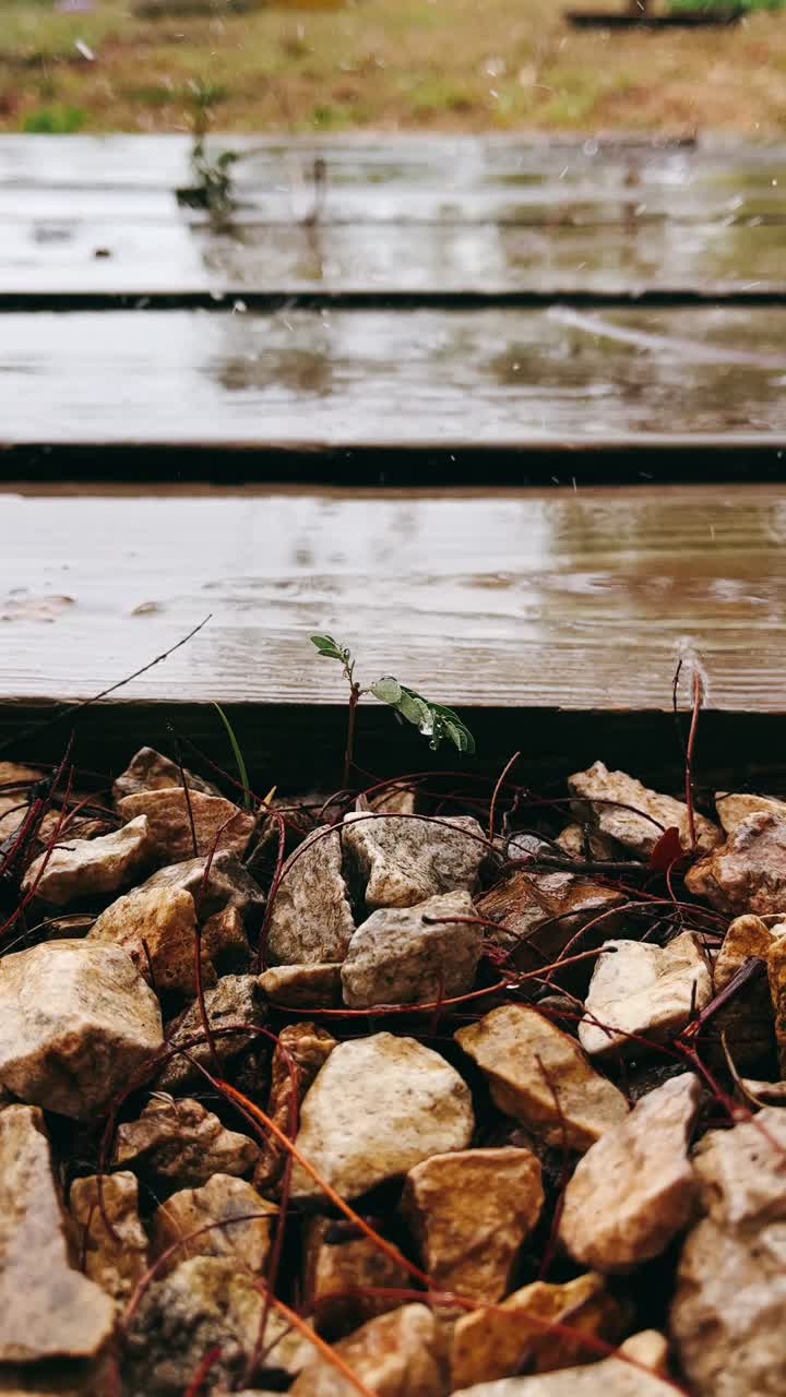 pequeña planta que crece a través de la grava en una cubierta de madera húmeda