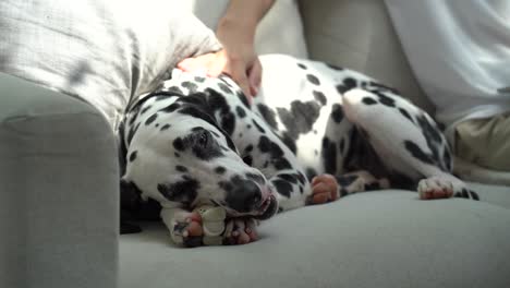 Persona-Acariciando-A-Su-Perro-Dálmata-En-El-Sofá,-Mientras-Mastica-Uno-De-Sus-Juguetes,-Estilo-De-Vida-De-Mascotas