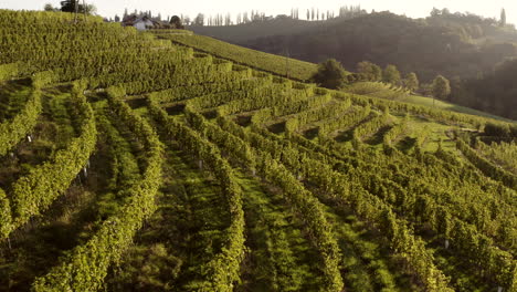 picturesque vineyard terraces