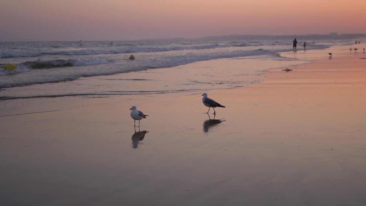 Silhouette of Seagulls walking on wet sand at beach shoreline during sunset
