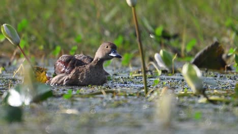 Kleine-Pfeifende-Ente-Im-Teich