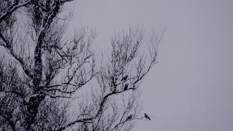 Cuervo-En-El-árbol-En-El-País-De-Las-Maravillas-De-Invierno