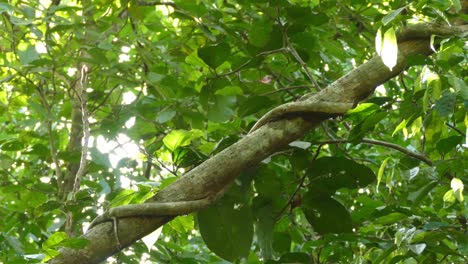 climbing plants in a rainforest environment