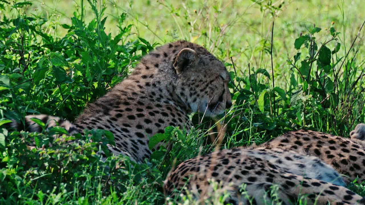 Family of cheetahs laying down under a tree in the grass resting