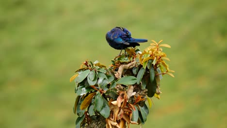 Slow-motion:-Cape-Glossy-Starling-takes-off-in-flight,-after-grooming-feathers-while-sitting-atop-a-tree-with-yellow-and-green-leaves,-shallow-focus