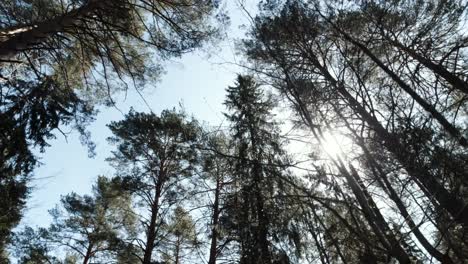 vista del dosel del bosque