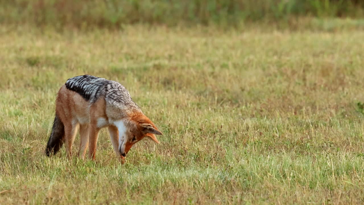 Jackal - super smart predator and threat to vulnerable livestock on farm lands