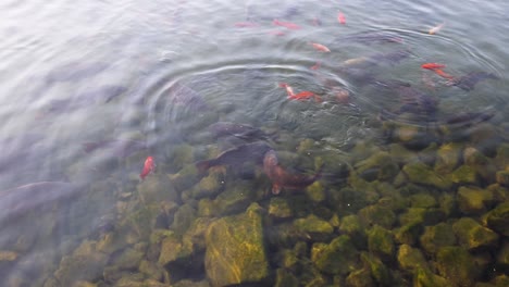 alimentando peces en un estanque