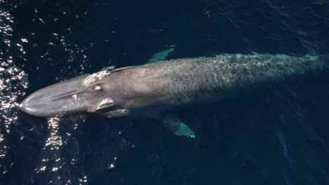 Vista-De-Arriba-Hacia-Abajo-De-Una-Ballena-Azul-De-90-Pies-Que-Sube-A-La-Superficie-Para-Respirar-Con-Un-Hermoso-Chorro-De-Arco-Iris