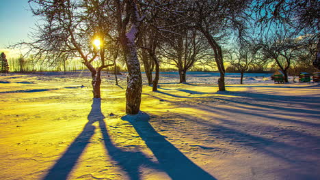 bright yellow sun shines on winter orchard, fusion time lapse