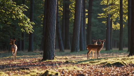 deer in a sunlit forest