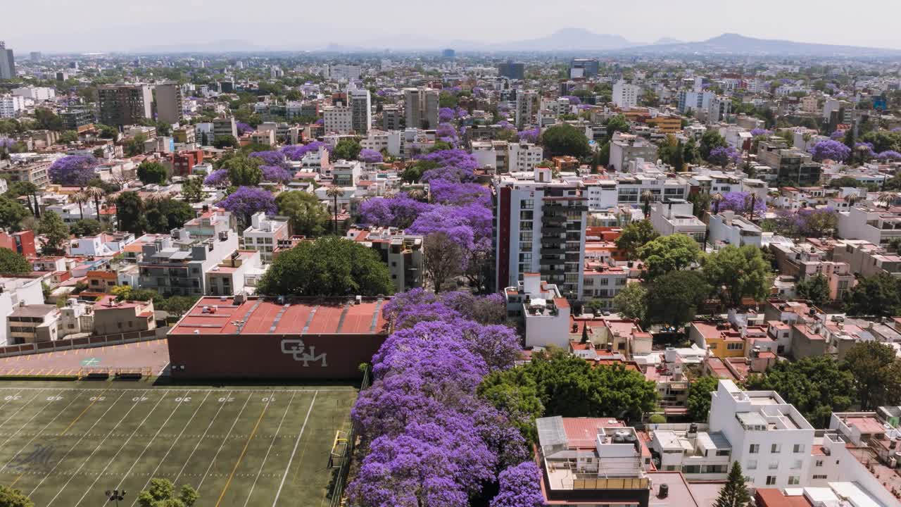 hiperlapse de árboles de colores impresionantes, flores de jacarandas, ciudad de méxico