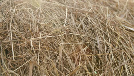 time to harvest. close up shot of stacked golden hay.