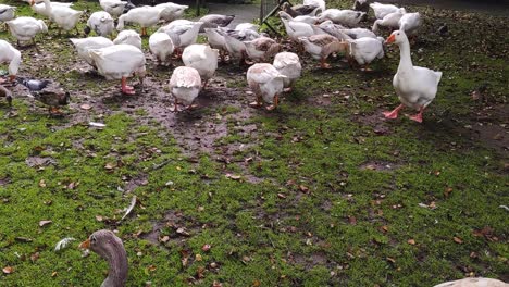 Gansos,-Patos-Y-Palomas-Alimentándose-De-Pasto-Y-Semillas