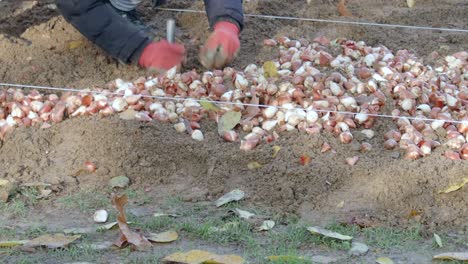 planting tulip bulbs in a garden