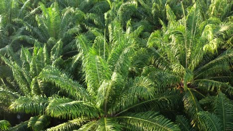 Low aerial view drone flyover agricultural farmland capturing vast, dense African palm tree plantation with beautiful sunlight shinning on top, exotic tropical rainforest