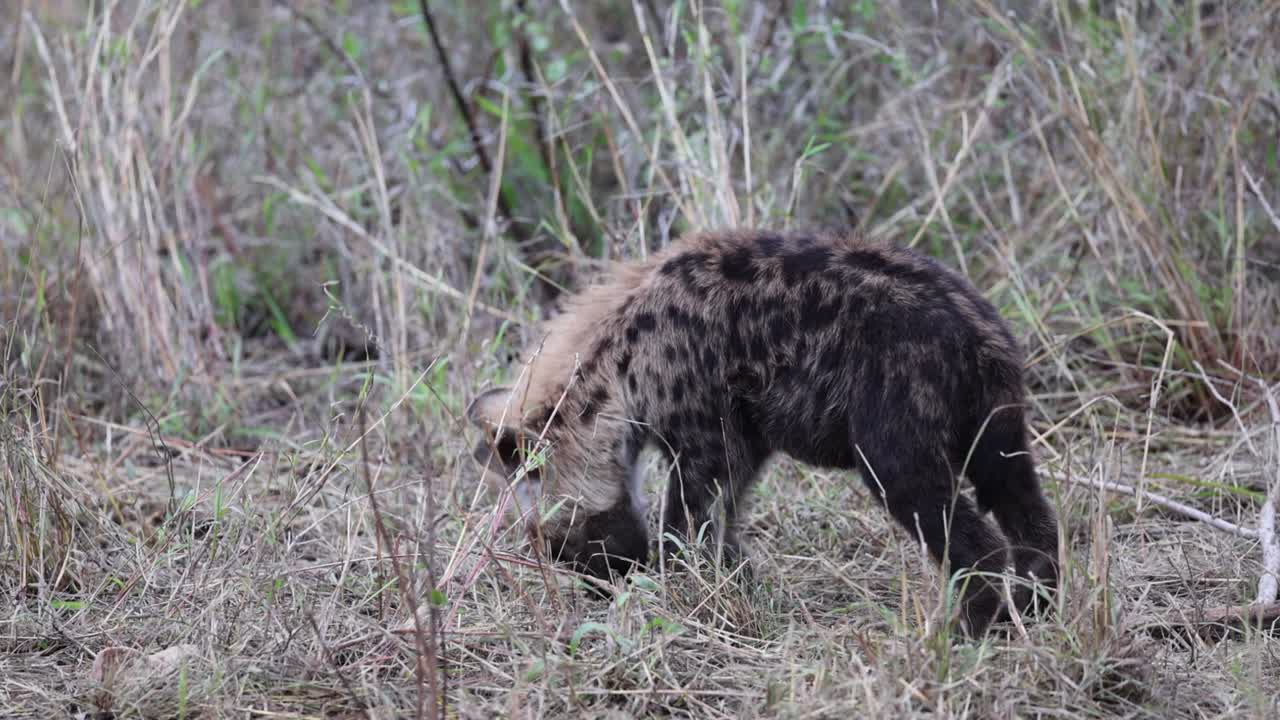 Adorabile cucciolo di iena soffice mastica un osso nell'erba alta e secca della savana africana.