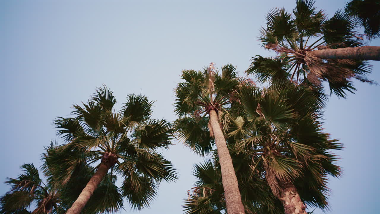 A line of tall palm trees captured at sunset with warm light illuminating the fronds
