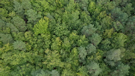 Vista-Aérea-De-Bosques-Verdes-Salvajes-En-El-Campo-De-Witomino,-Polonia