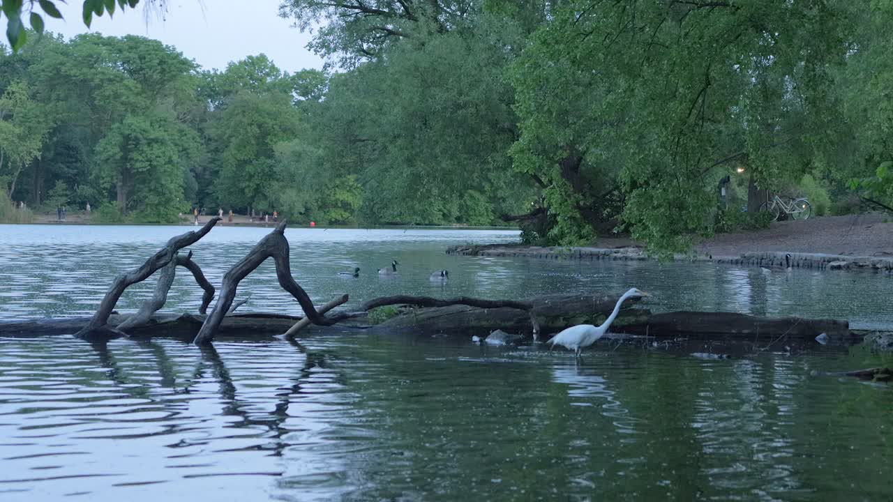una garza caminando a lo largo de un tronco y saltando a un lago en un parque al anochecer