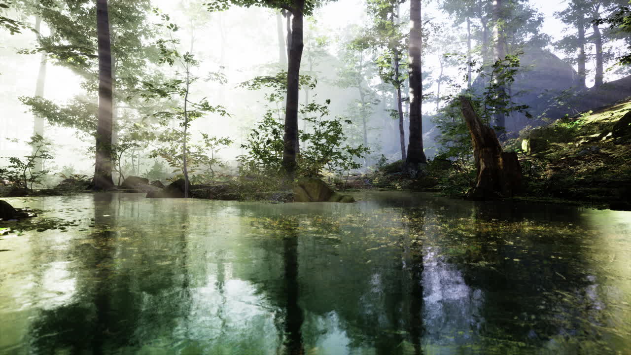 alvorada nebulosa sobre a floresta do lago