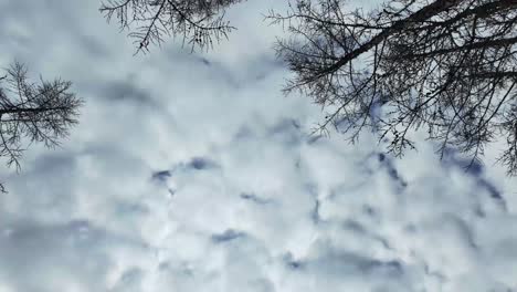 Timelapse-video-of-clouds-moving-across-the-sky-between-tree-branches-in-a-forest